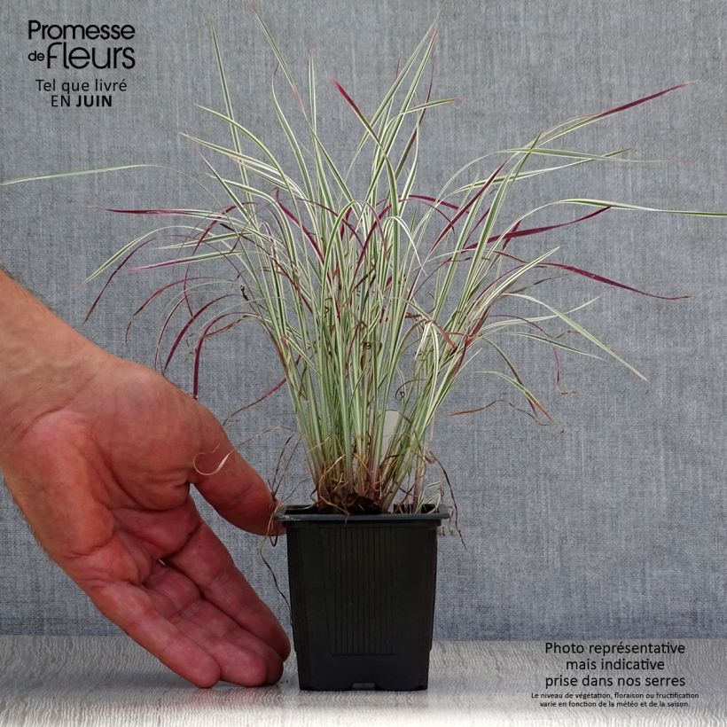 Ejemplar de Schizachyrium scoparium Chameleon Maceta de 8/9 cm entregado en verano