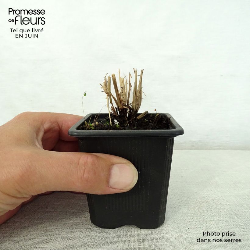 Ejemplar de Schizachyrium scoparium Godet de 8 cm entregado en verano