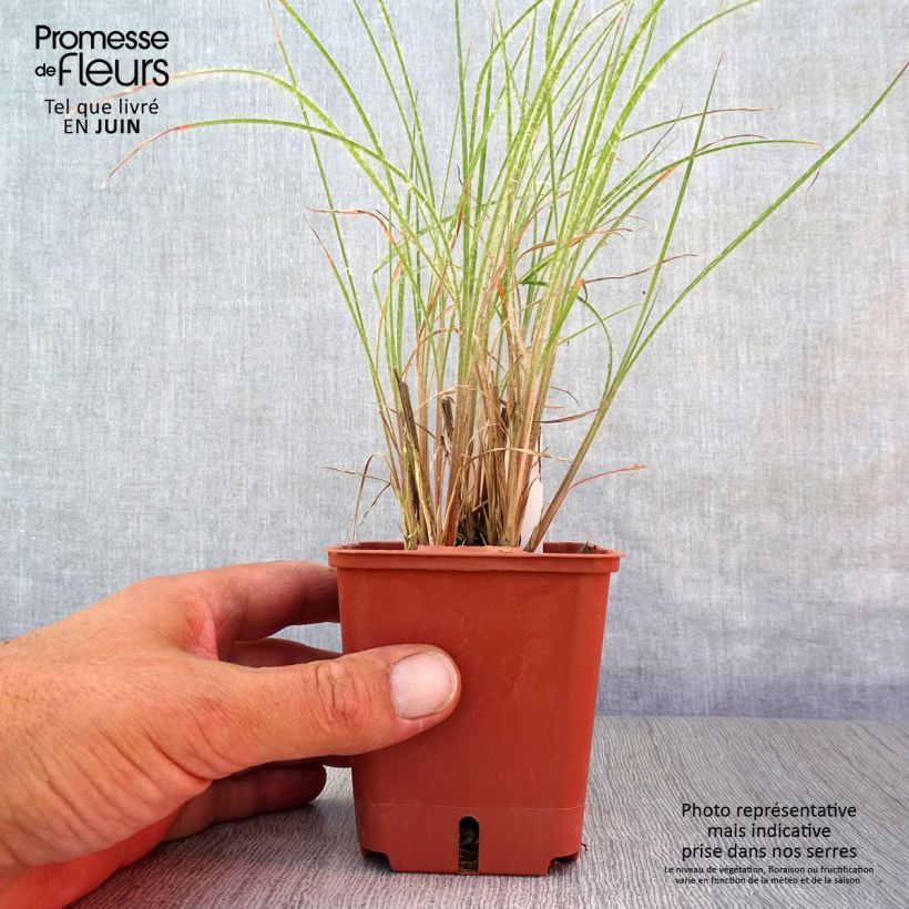 Ejemplar de Schizachyrium scoparium Ha Ha Tonka Maceta de 8/9 cm entregado en verano