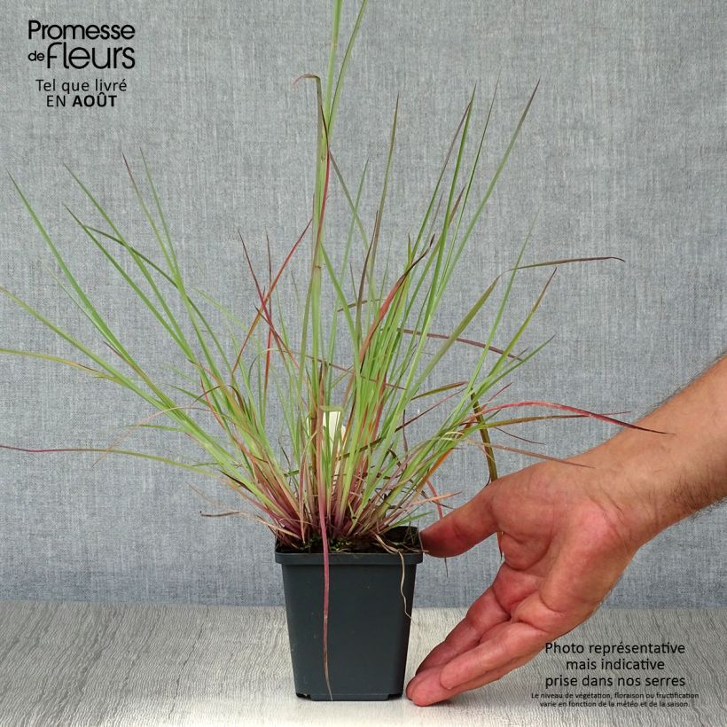 Ejemplar de Schizachyrium scoparium Prairie Blues en godet de 9 cm entregado en verano