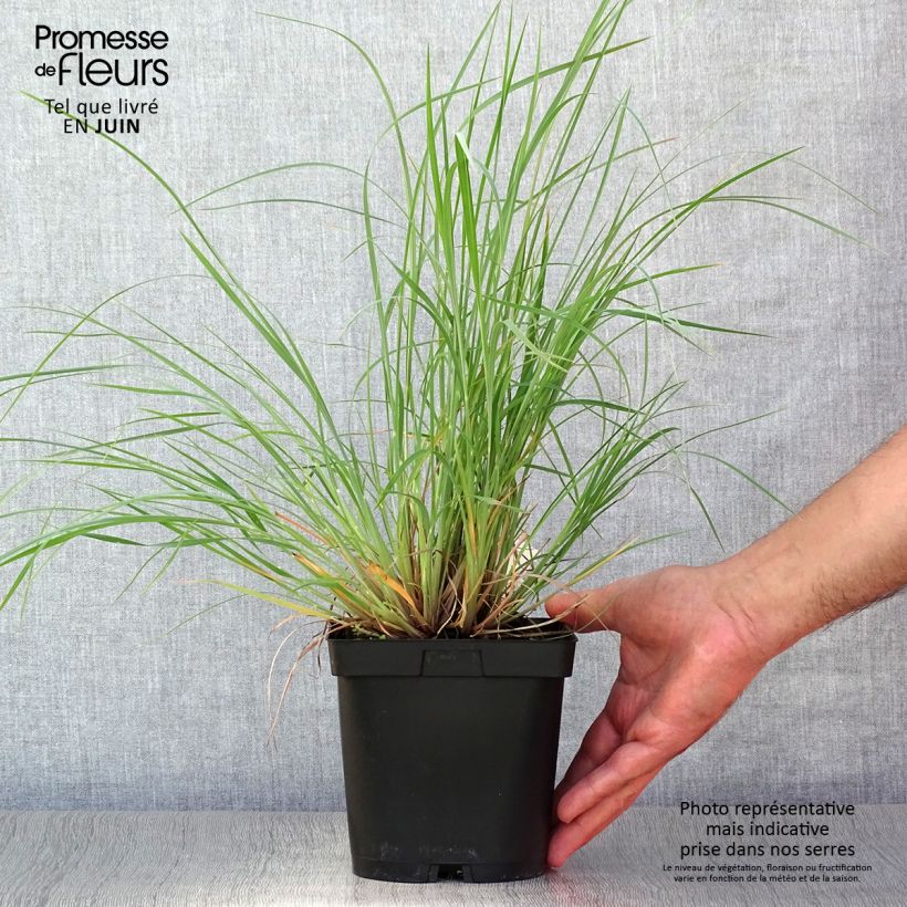 Ejemplar de Schizachyrium scoparium Prairie Blues en pot de 2/3 litres entregado en verano