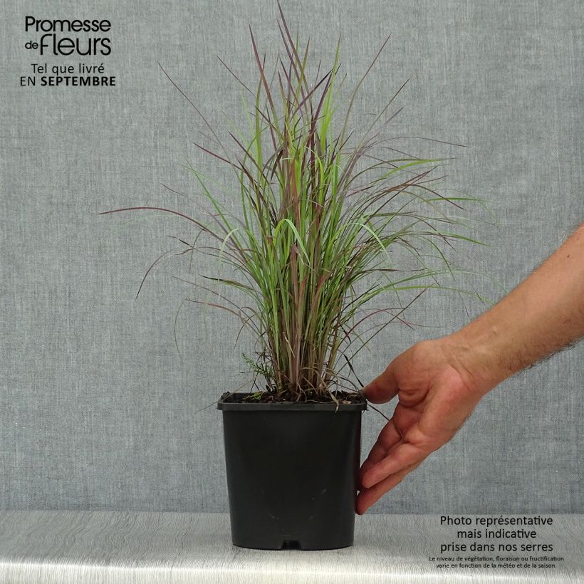 Ejemplar de Schizachyrium scoparium Twilight Zone Maceta 2L/3L entregado en otoño