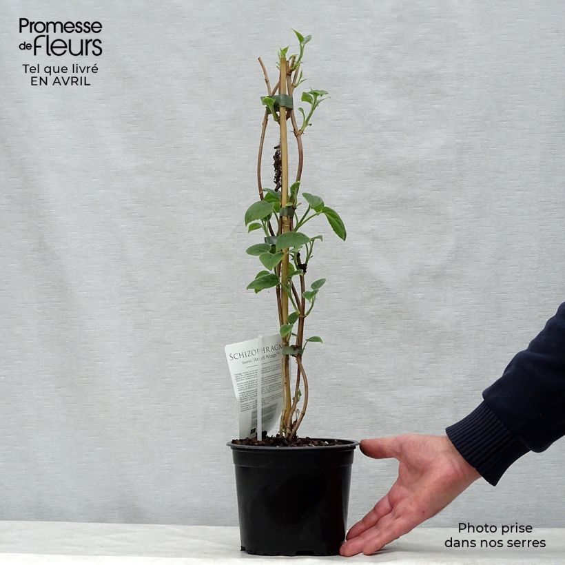 Schizophragma fauriei Angel Wings Maceta 2L/3LAltura de entrega aprox. 40/50cm Ejemplar entregado en la primavera
