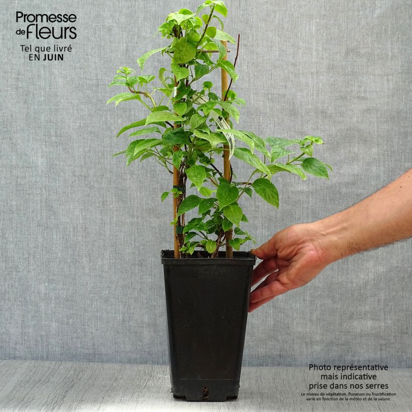 Ejemplar de Schizophragma hydrangeoides Maceta 2L/3LAltura de entrega aprox. 30/40cm entregado en verano
