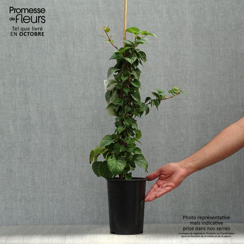 Ejemplar de Schizophragma hydrangeoïdes Moonlight Maceta 2L/3L entregado en otoño