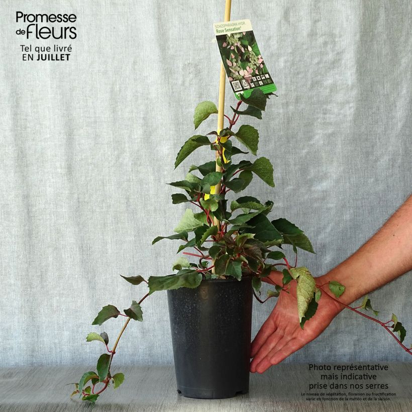 Ejemplar de Schizophragma hydrangeoides Rose Sensation (Roseum) Pot de 2L/3LHauteur livrée env. 30/40cm entregado en verano