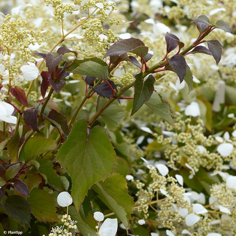 Schizophragma hydrangeoides Snow Sensation (Follaje)