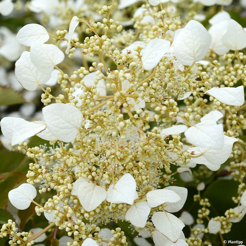 Schizophragma hydrangeoides Snow Sensation (Floración)