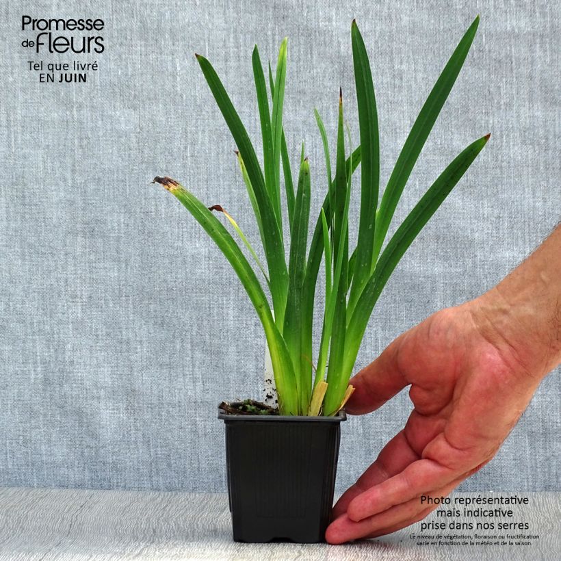 Ejemplar de Schizostylis coccinea Mrs Hegarty - Lirio de río Maceta de 8/9 cm entregado en verano