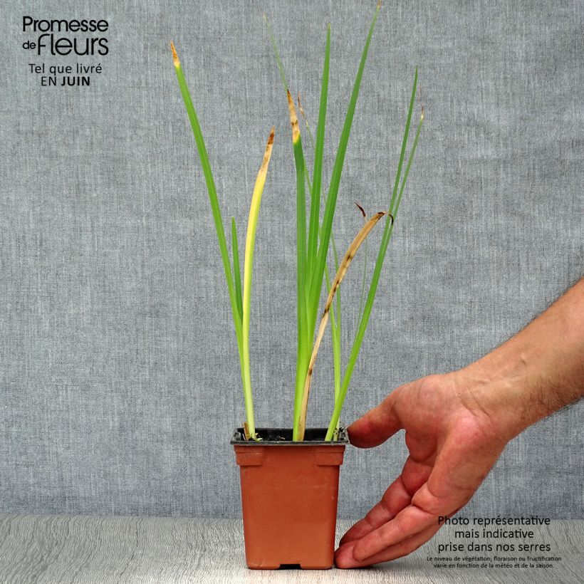 Ejemplar de Schizostylis coccinea Alba - Lirio de río Maceta de 7/8 cm entregado en verano