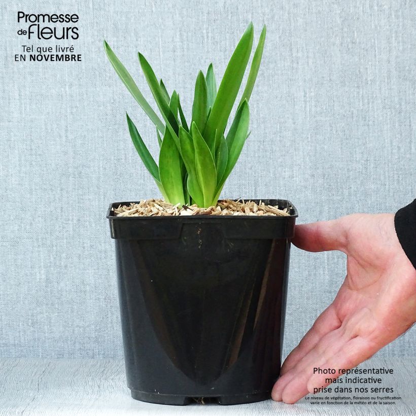 Ejemplar de Scilla peruviana - Jacinto del Perú Maceta 2L/3L entregado en otoño
