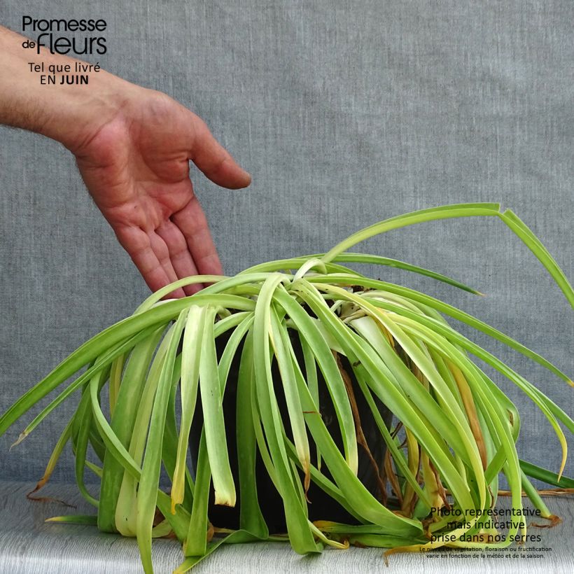 Ejemplar de Scilla peruviana - Jacinto del Perú Maceta 3L/4L entregado en verano