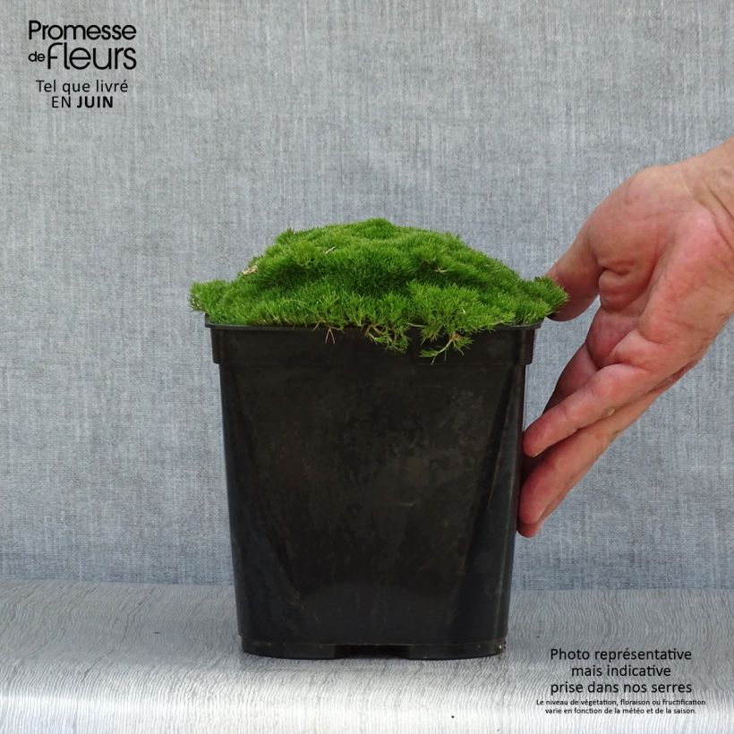 Ejemplar de Scleranthus uniflorus - Musgo de Nueva Zelanda Maceta 3L/4L entregado en verano