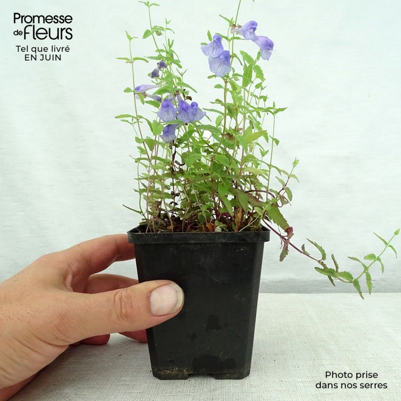 Ejemplar de Scutellaria scordiifolia - Scutellaire casquée Godet de 8/9 cm entregado en verano