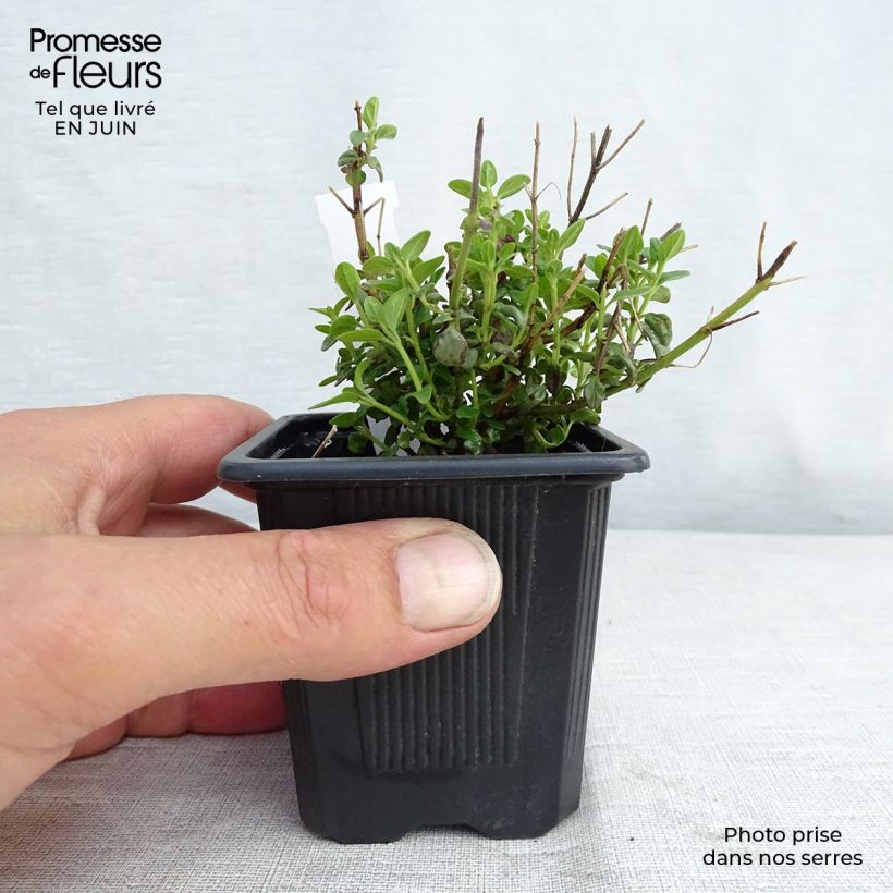 Ejemplar de Scutellaria suffrutescens - Scutellaire Godet de 8/9 cm entregado en verano