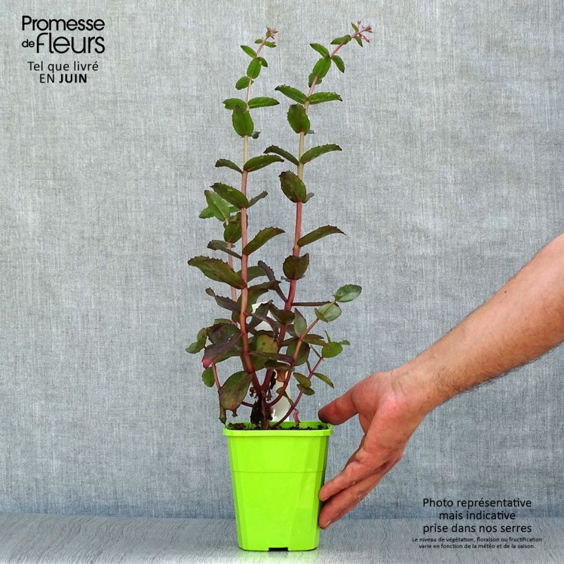 Ejemplar de Sedum Black Knight  Pot de 1L/1,5L entregado en verano