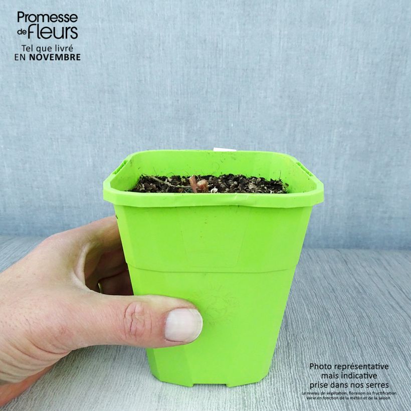 Ejemplar de Sedum Black Knight Maceta 1L/1,5L entregado en otoño
