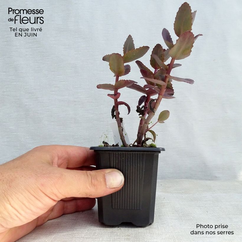 Ejemplar de Sedum telephium Chocolate Cherry - Telefío Maceta de 8/9 cm entregado en verano
