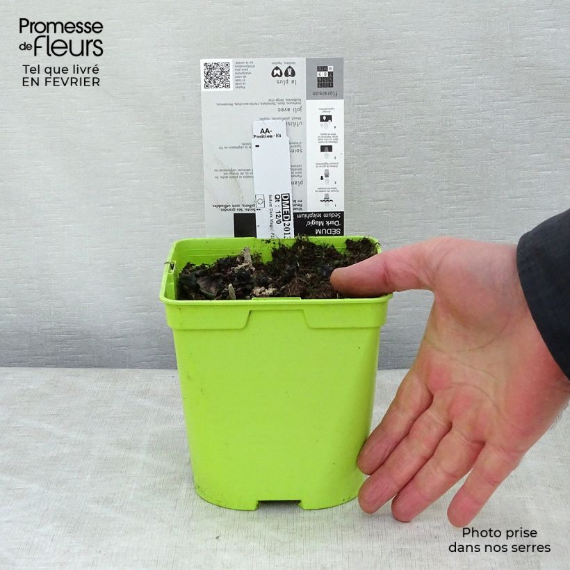 Sedum telephium Dark Magic - Telefío Maceta 2L/3L Ejemplar entregado en invierno