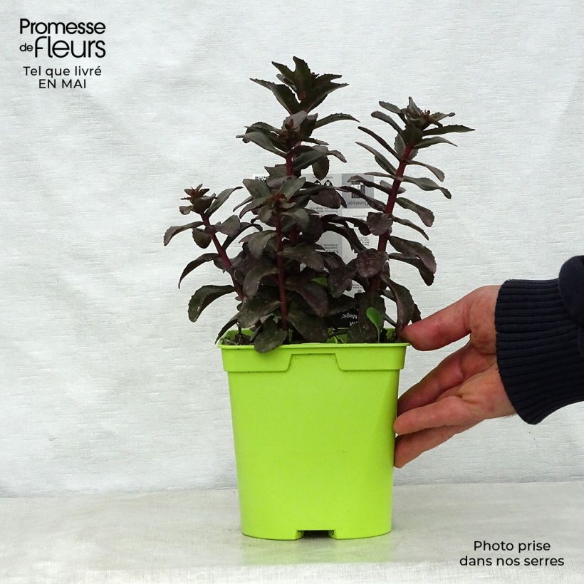 Sedum telephium Dark Magic - Telefío Maceta 2L/3L Ejemplar entregado en la primavera