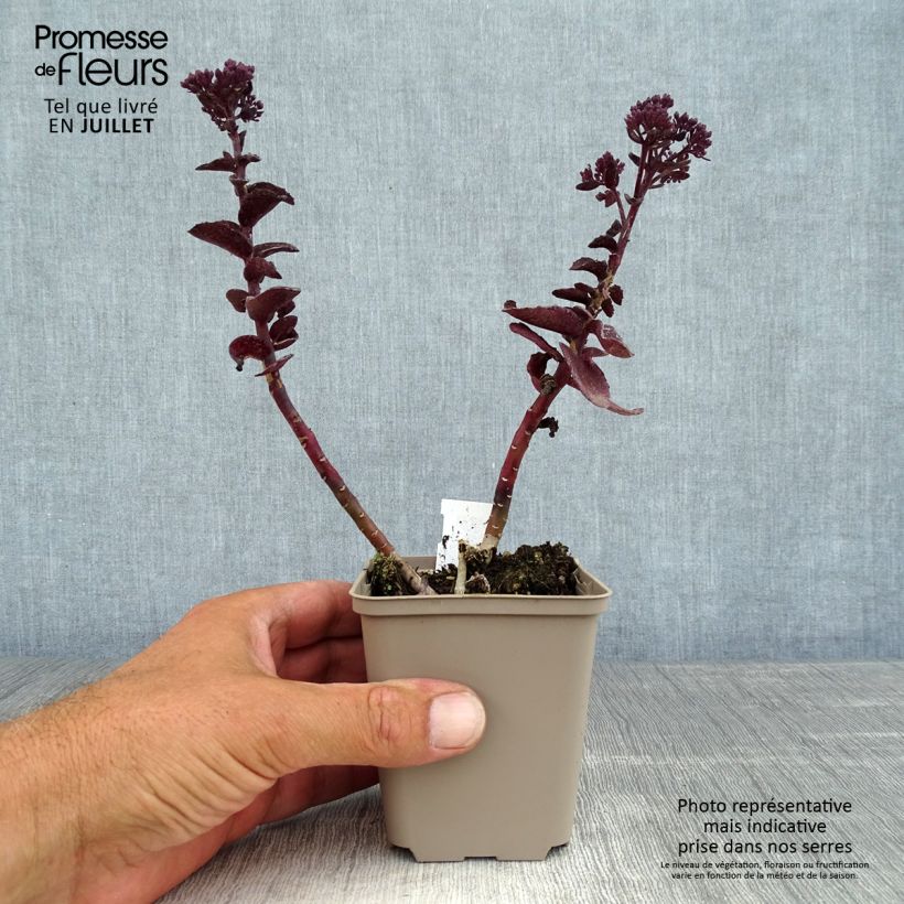 Ejemplar de Sedum telephium Dark Magic - Telefío Maceta de 8/9 cm entregado en verano