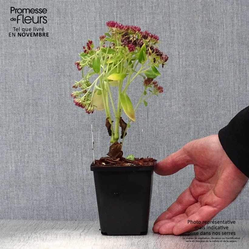 Ejemplar de Sedum Herbstfreude Maceta de 8/9 cm entregado en otoño
