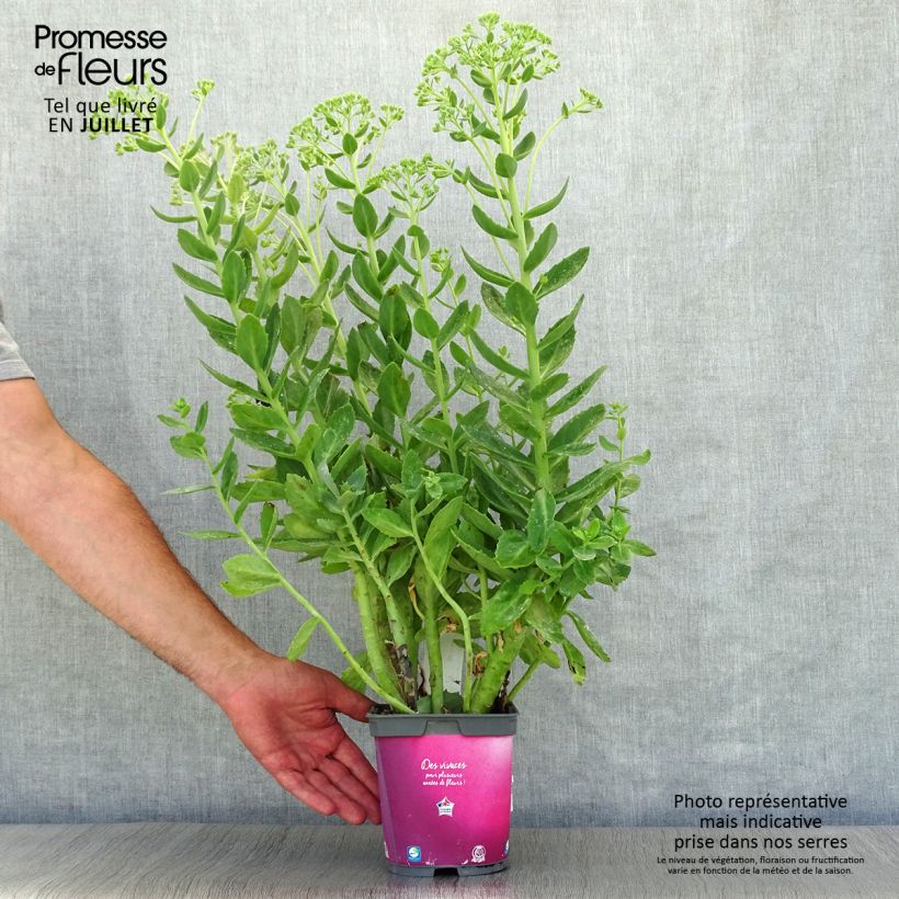 Ejemplar de Sedum Herbstfreude ou Autumn Joy en pot de 2L/3L entregado en verano