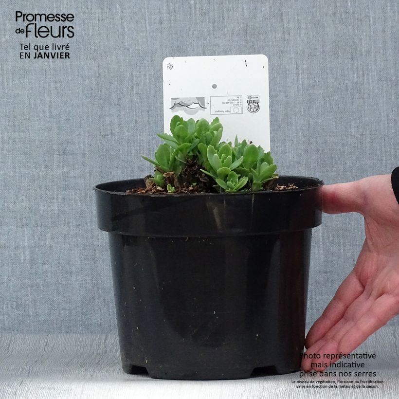 Sedum Herbstfreude ou Autumn Joy en pot de 3.5L Ejemplar entregado en invierno