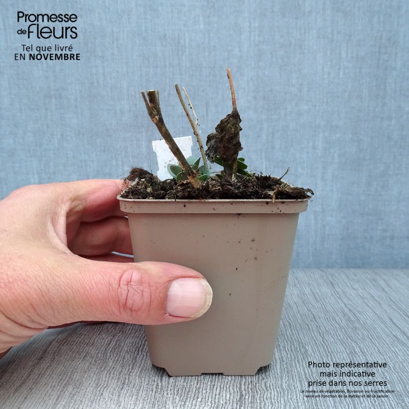 Ejemplar de Sedum spectabile Jose Aubergine - Telefío Maceta de 8/9 cm entregado en otoño