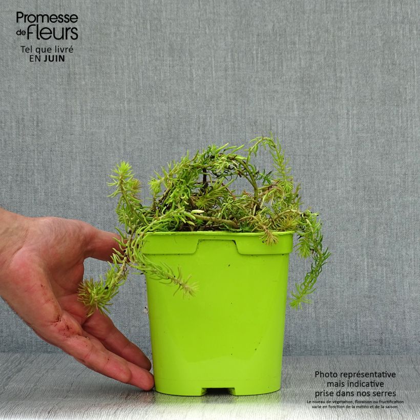 Ejemplar de Sedum Lemon Ball - Orpin rampant en pot de 2L/3L entregado en verano
