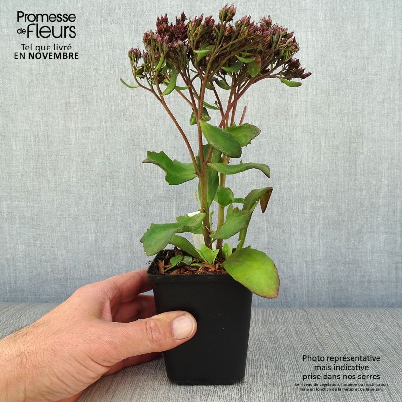 Ejemplar de Sedum Mr Goodbud Maceta de 8/9 cm entregado en otoño