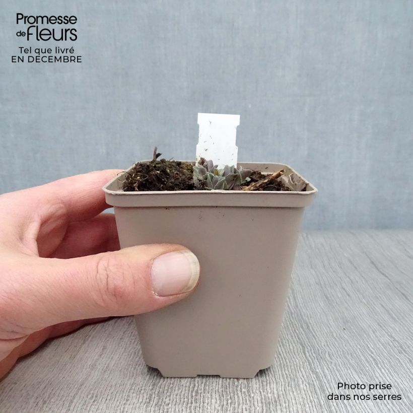 Sedum spectabile Orange Xenox - Telefío Maceta de 8/9 cm Ejemplar entregado en invierno