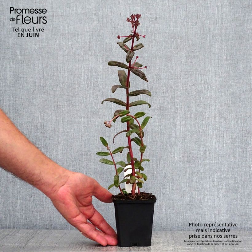 Ejemplar de Sedum spectabile Purple Emperor - Telefío Maceta de 8/9 cm entregado en verano