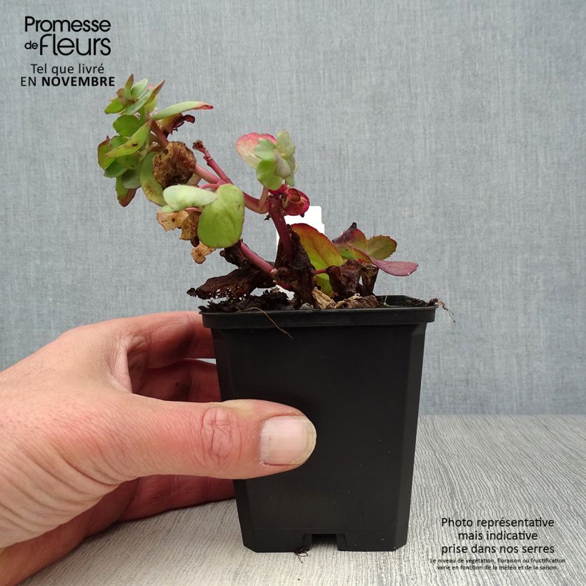 Ejemplar de Sedum Red Cauli Maceta de 8/9 cm entregado en otoño