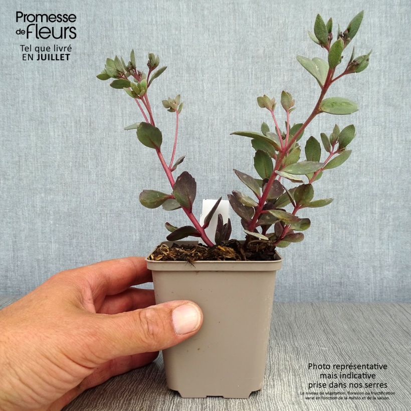 Ejemplar de Sedum Sunsparkler Dazzleberry - Orpin bleu en godet de 9 cm entregado en verano