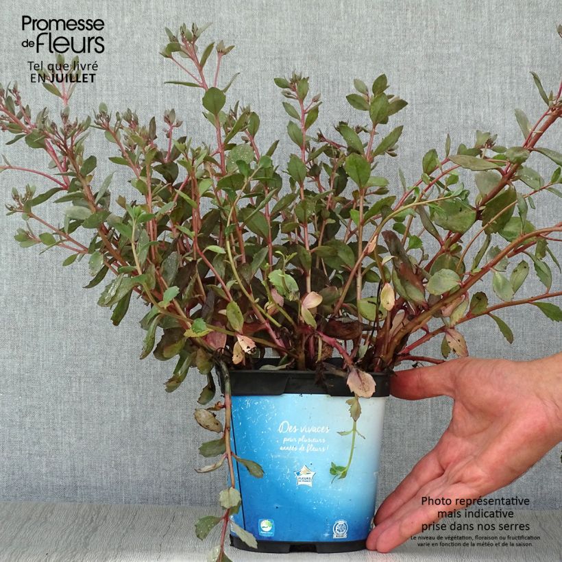 Ejemplar de Sedum Sunsparkler Dazzleberry - Orpin bleu en pot de 2L/3L entregado en verano