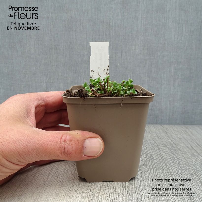 Ejemplar de Sedum Sunsparkler Firecracker Maceta de 8/9 cm entregado en otoño