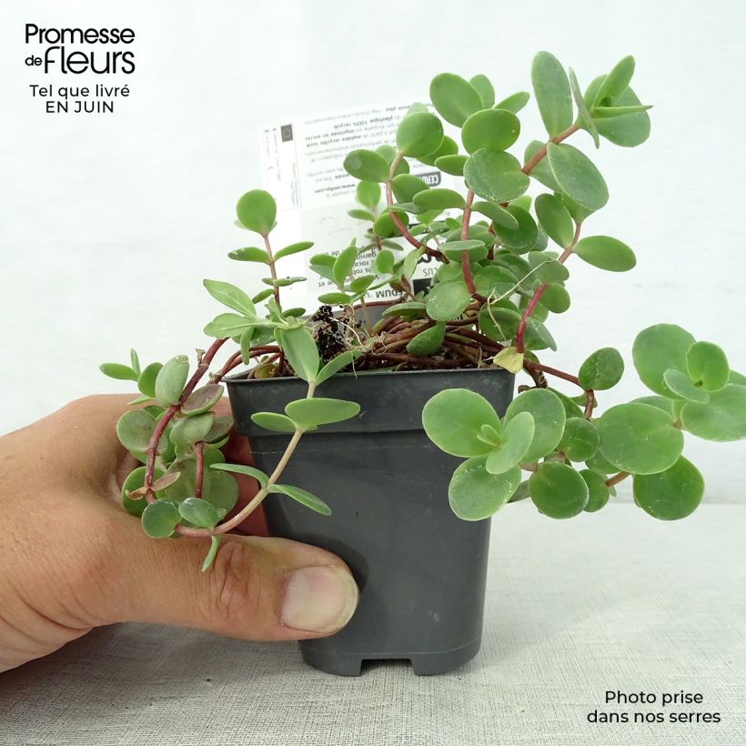 Ejemplar de Sedum Sunsparkler Lime Zinger - Orpin vert lime Godet de 8/9 cm entregado en verano