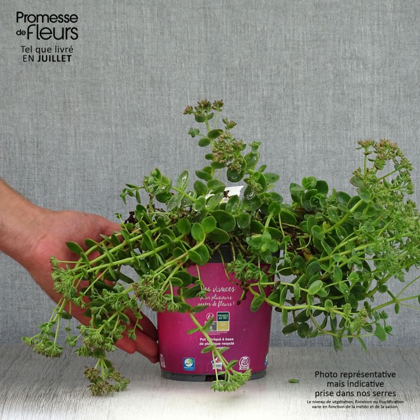 Ejemplar de Sedum Sunsparkler Lime Zinger - Orpin vert lime Pot de 2L/3L entregado en verano