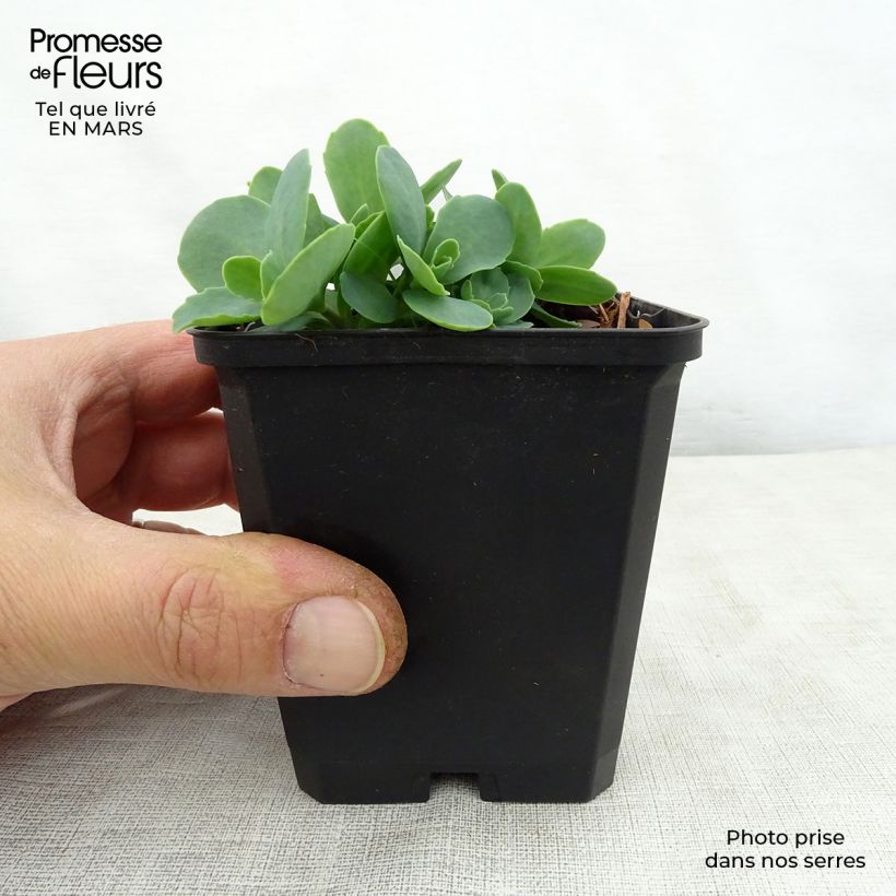 Sedum spectabile Tropical Night - Telefío Maceta de 8/9 cm Ejemplar entregado en la primavera