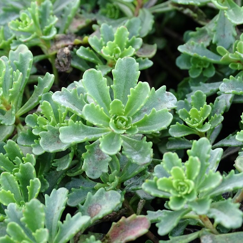 Sedum kamtschaticum Weihenstephaner Gold - Sedun (Follaje)