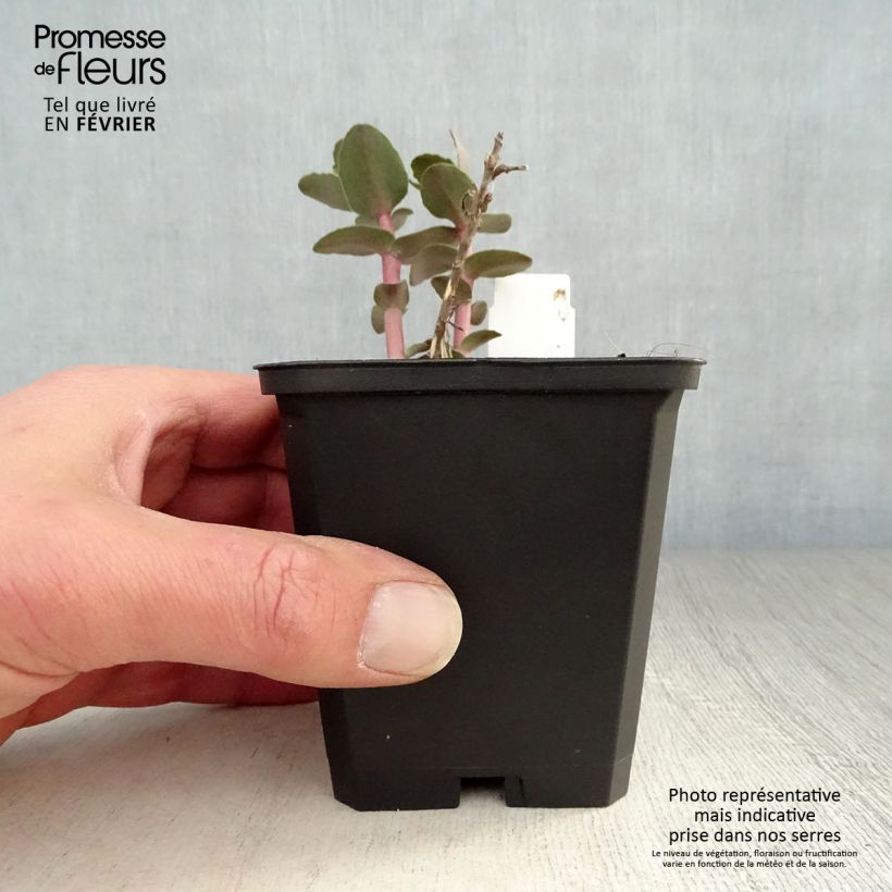 Sedum spectabile Yellow Xenox - Telefío Maceta de 8/9 cm Ejemplar entregado en invierno