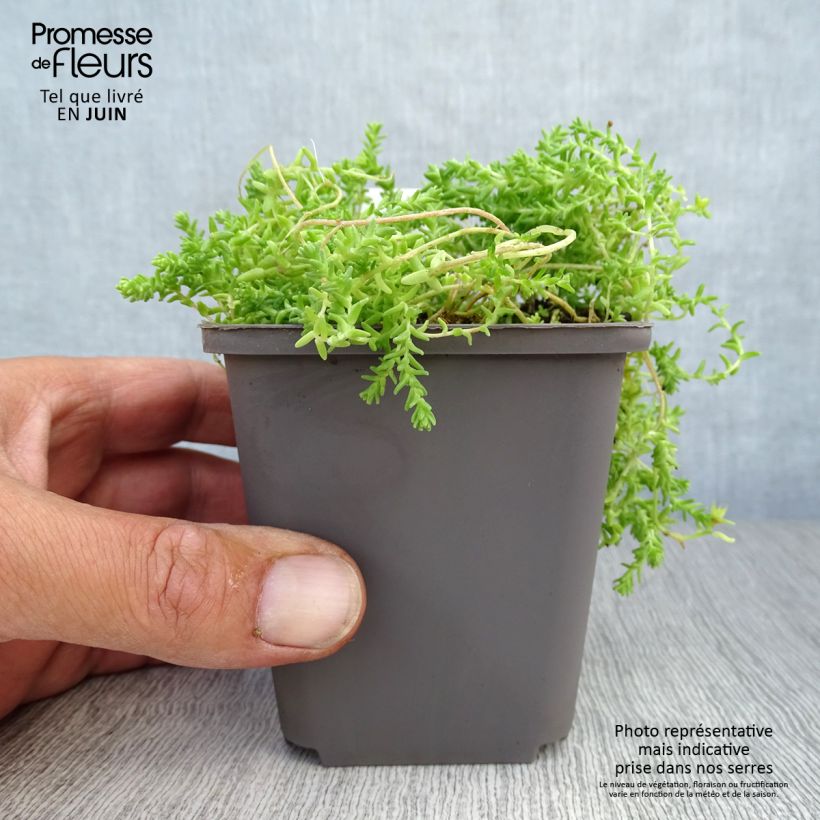 Ejemplar de Sedum acre Yellow Queen - Sedo Maceta de 8/9 cm entregado en verano