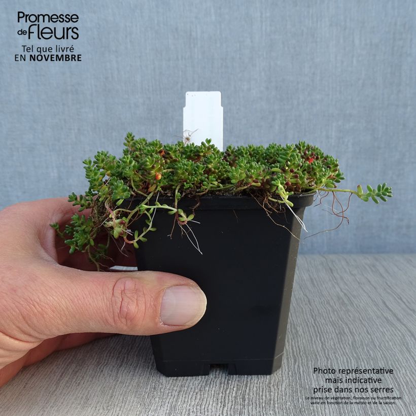 Ejemplar de Sedum album Coral Carpet - Uva de gato Maceta de 8/9 cm entregado en otoño