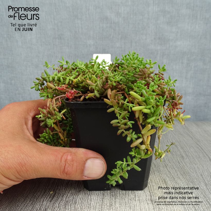 Ejemplar de Sedum album Coral Carpet - Uva de gato Maceta de 8/9 cm entregado en verano