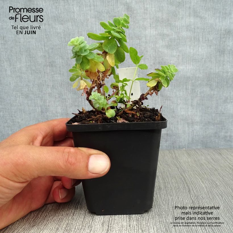 Ejemplar de Sedum anacampseros - Sedo Maceta de 8/9 cm entregado en verano
