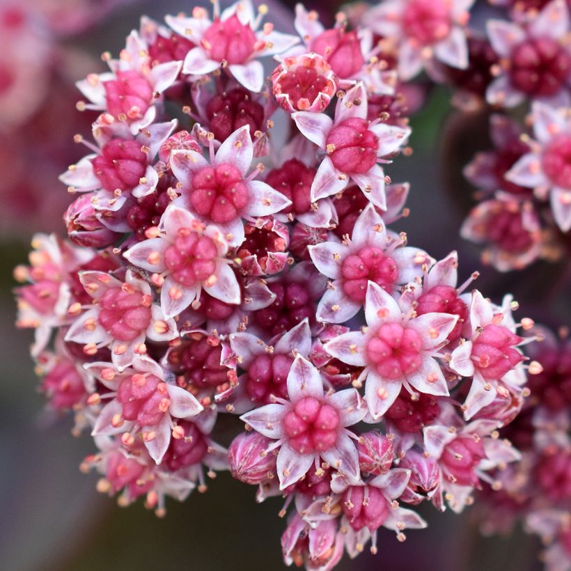 Sedum cauticola Robustum (Floración)