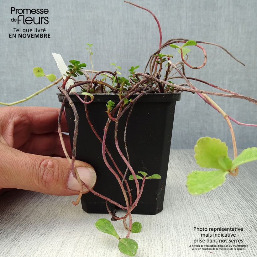 Ejemplar de Sedum kamtchaticum - Sedun Maceta de 8/9 cm entregado en otoño