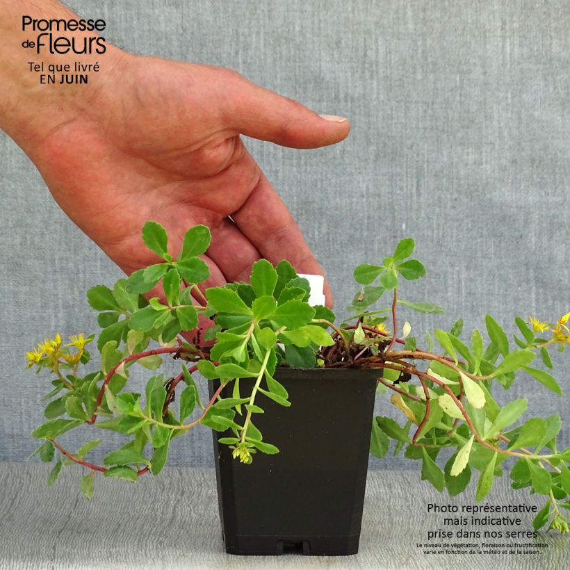 Ejemplar de Sedum kamtchaticum - Sedun Maceta de 8/9 cm entregado en verano