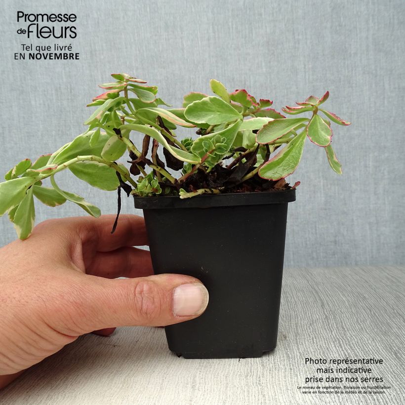 Ejemplar de Sedum kamtchaticum Variegatum - Sedun Maceta de 8/9 cm entregado en otoño